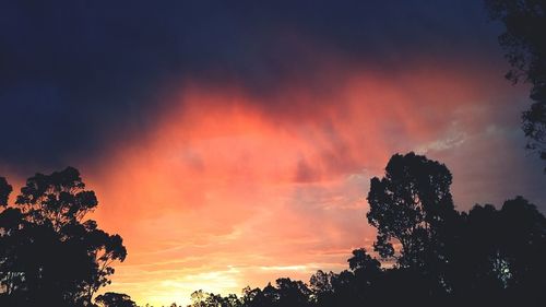 Silhouette of trees at sunset