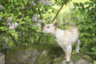 View of dog on green plants smelling flowers