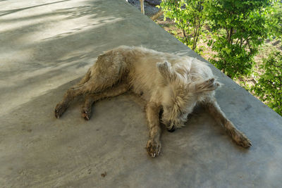 High angle view of dog sleeping