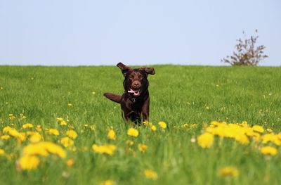 View of dog on field