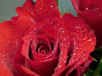 Close-up of wet rose