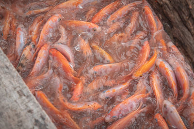 High angle view of koi fish in lake