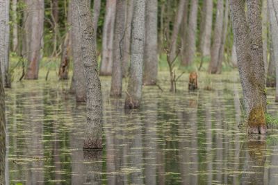 Trees in forest
