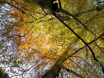Low angle view of tree trunk