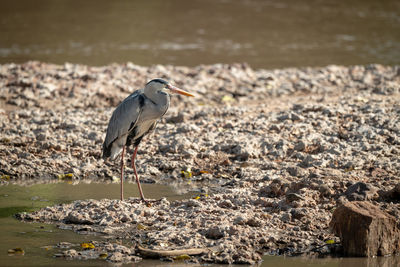 Bird perching on a beach