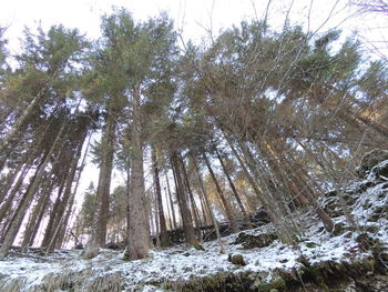 Trees in forest during winter