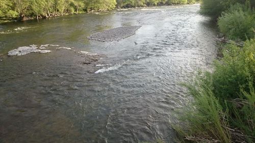 High angle view of turtle swimming in water