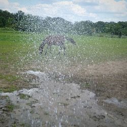 Scenic view of wet field against sky