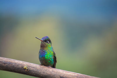 Close-up of bird perching on stem