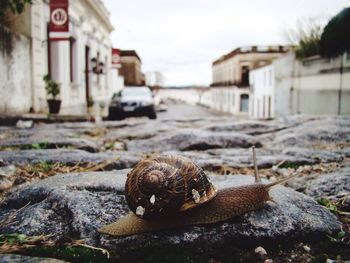 Snail on rock