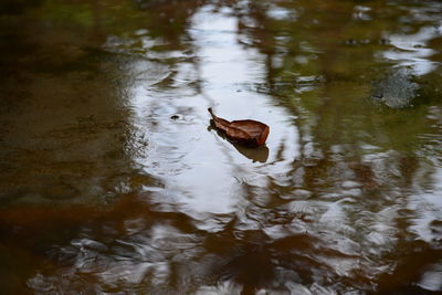 View of a swimming in water