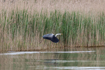 Heron on grass by lake