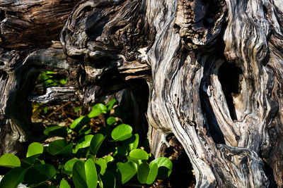 Close-up of tree trunk