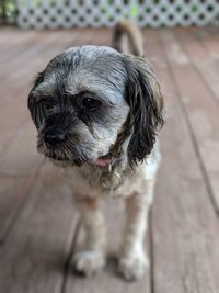 Close-up portrait of a dog on floor