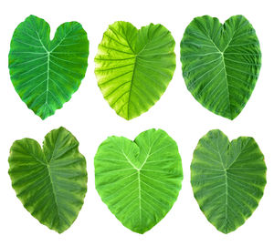 Close-up of green leaves against white background