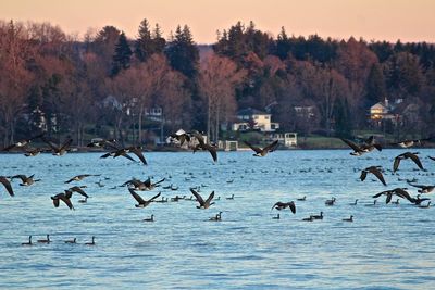 Birds flying over lake against trees