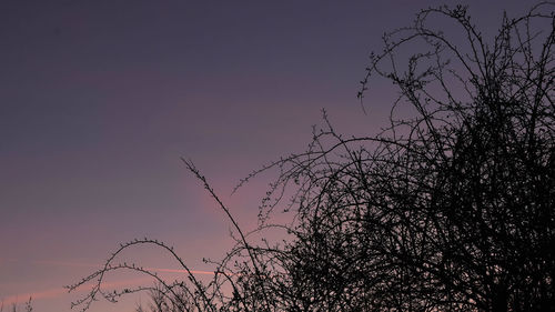 Low angle view of silhouette bare tree against sky at sunset