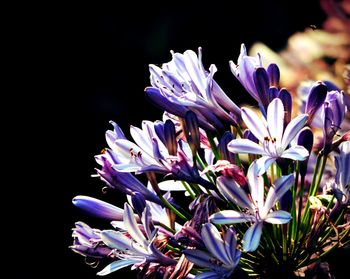 Close-up of purple flowers against black background