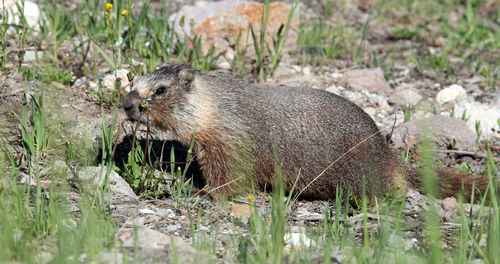 Side view of a marmot on field