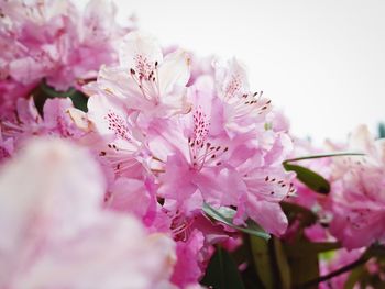 Close-up of pink cherry blossoms in spring