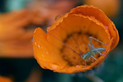 Close-up of wet orange flower with green insect