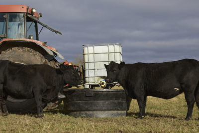 Cows on field against sky