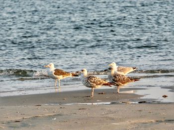 Seagulls on beach