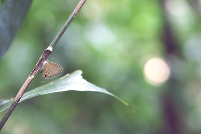 Close-up of grasshopper on leaf