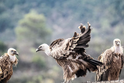 Eagles in the carmel mountains, haifa 