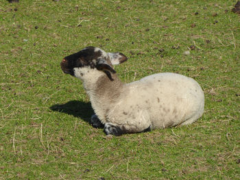 High angle view of dog on field