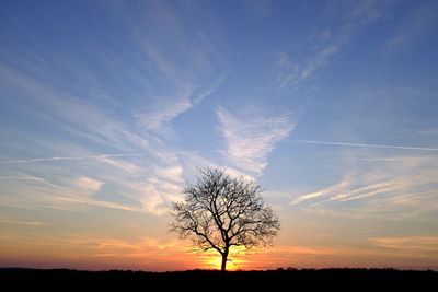 Silhouette tree against sky during sunset