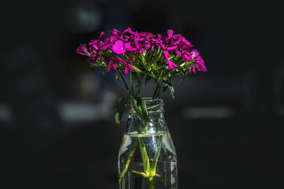 Close-up of pink flowers in vase