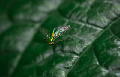 Close-up of butterfly on leaf