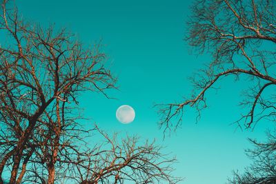 Low angle view of bare tree against clear sky