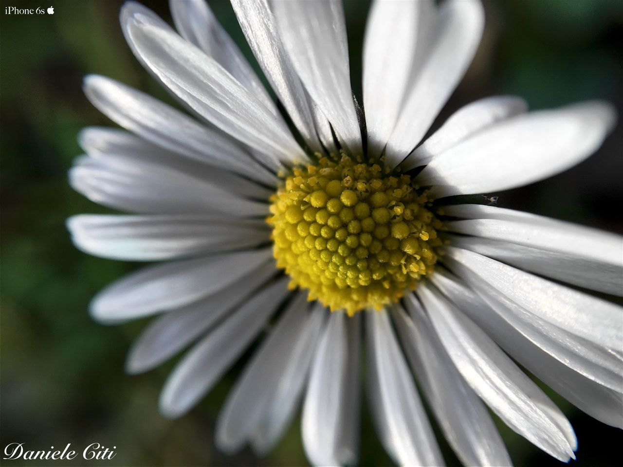 CLOSE-UP OF WHITE DAISY BLOOMING OUTDOORS