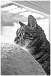 Close-up of cat