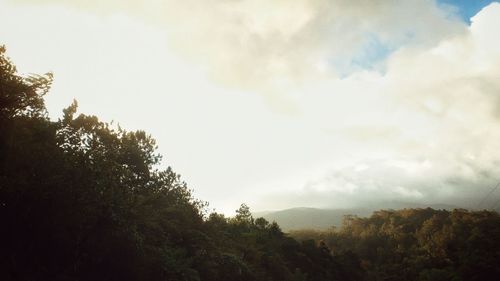 Trees in forest against sky