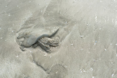 High angle view of turtle in sea