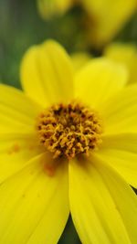 Close-up of yellow flower blooming outdoors