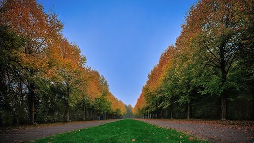 Road amidst trees against clear sky during autumn