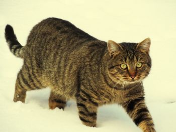 Close-up portrait of tabby