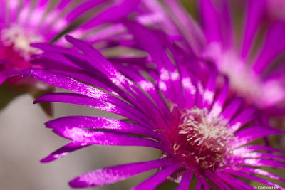 Close-up of pink flower