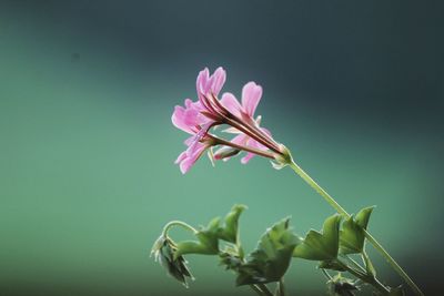 Close-up of pink flowering plant