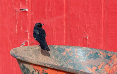 Black bird perching on wall