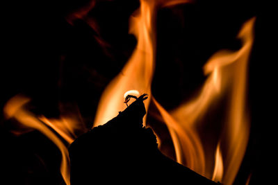 Close-up of crab at night