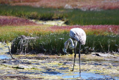 View of bird drinking water