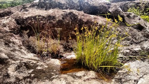 Close-up of rock formation