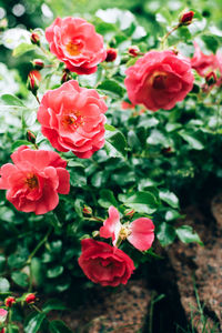 Close-up of red roses