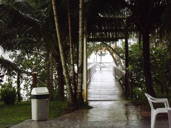 Footpath amidst trees in forest