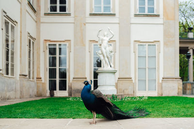 Bird perching on a building